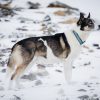 Expeditiehond Nemo in Ymerbukta, Spitsbergen