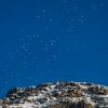 Drieteenmeeuwen in Fjortende Julibukta, Spitsbergen