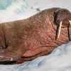 Walrus in Fjortende Julibukta, Spitsbergen