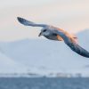 Noorse Stormvogel, Spitsbergen