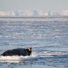 Baardrob in Forlandsundet, Spitsbergen